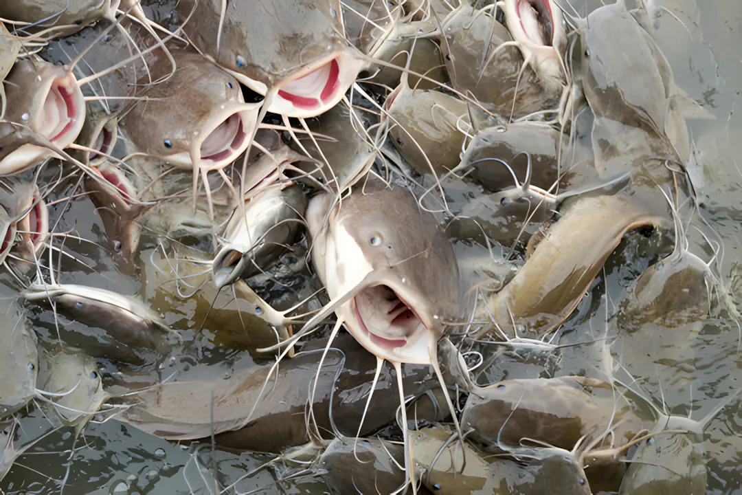 Catfish farming package