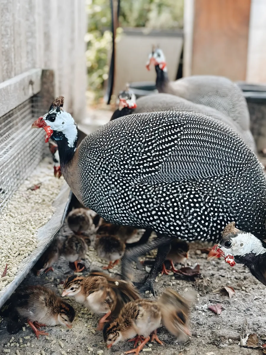 Guinea Fowl farming package