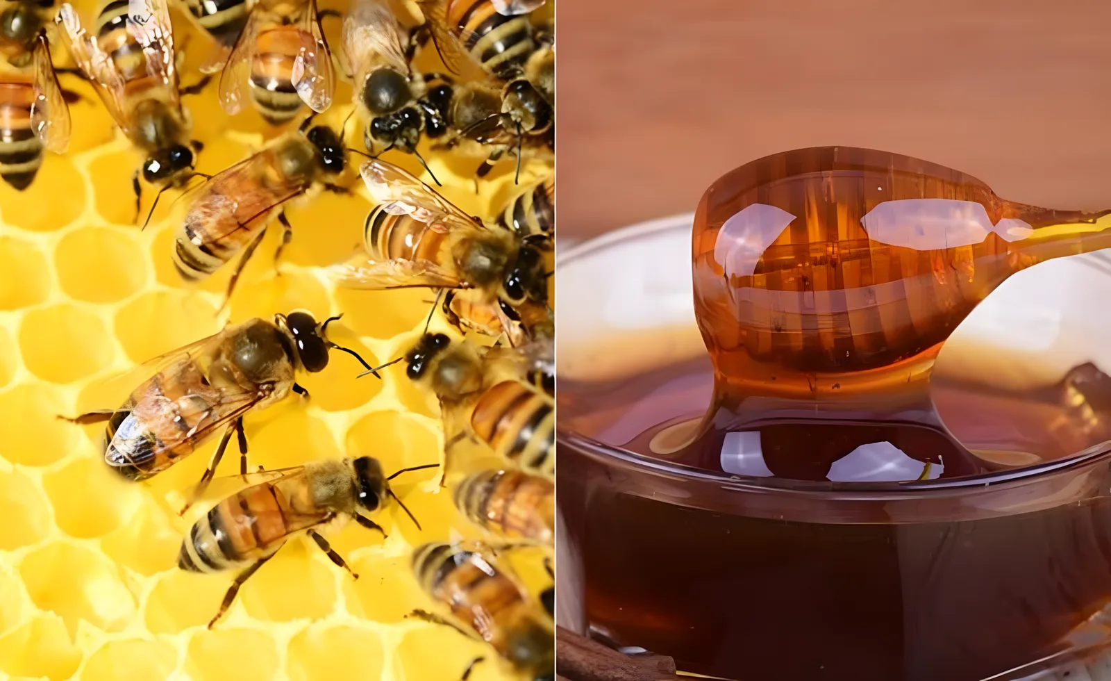 Honeybee Colony farming package