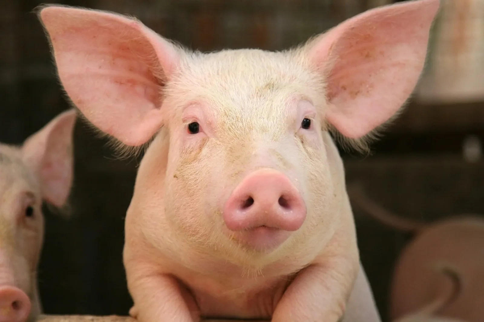 Piglet farming package