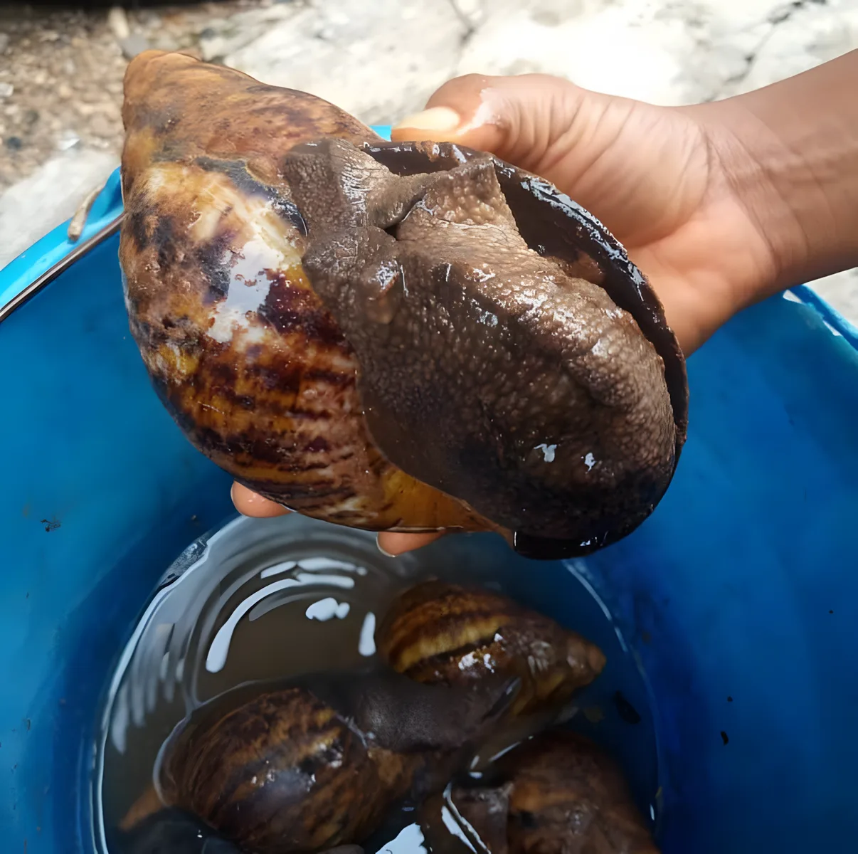 Snail farming package