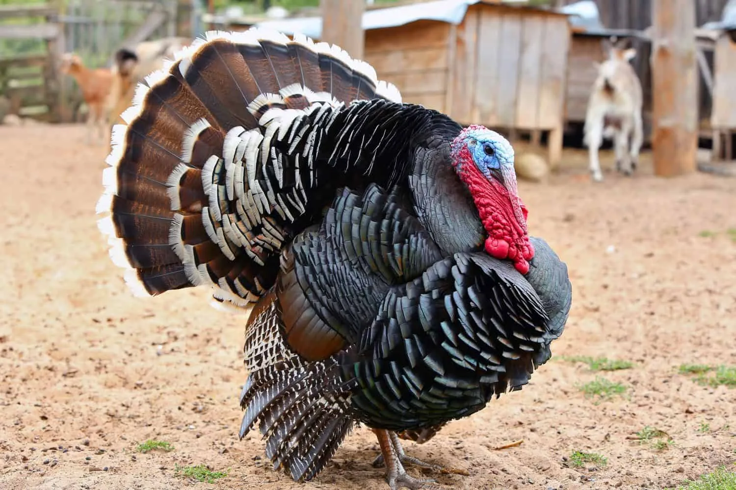 Turkey farming package